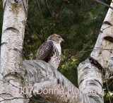 Red Tailed Hawk