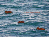 Three Female Eiders