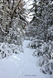 Fox Track Along Puffer Pond