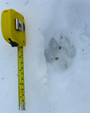 Coyote Track