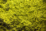 _MG_2525_Latourell_mustard moss_1200x.jpg