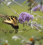 Tiger swallowtail