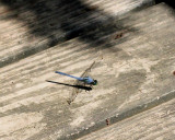 damsel fly.jpg