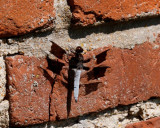dragon fly.jpg