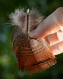 feather.jpg