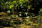 pond reflections.jpg