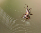 web repair.jpg
