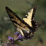 Eastern Tiger Swallowtail