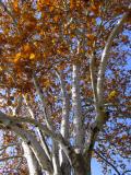 Sycamore
