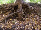 Eroded tree roots