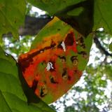Early fall in Arkansas