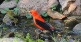 Scarlet Tanagers