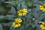 Blooming Along the Path