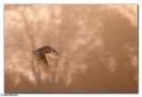 Barn Owl