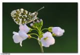 Orange Tip Butterfly (Anthocharis cardamines)