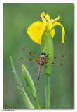 Four-spotted Chaser (Libellula quadrimaculata)