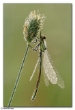 Red-eyed Damselfly (Erythromma najas)