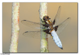 Broad-bodied Chaser (Libellula depressa)