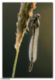 Azure Damselfly (Coenagrion puella)