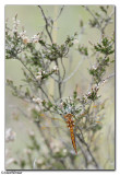 Keeled Skimmer (Orthetrum coerulescens)