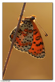 Spotted Fritillary (Melitaea didyma)