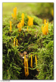Yellow Stagshorn (Calocera viscosa)