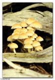 Fungi (unknown)