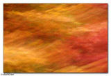 Acer Autumn Colours