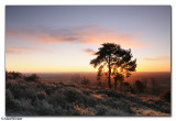 Leith Hill Dawn