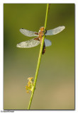 Broad-bodied Chaser (Libellula depressa)