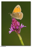 Small Heath (Coenonympha pamphilus) on Pyramidal Orchid (Anacamptis pyramidalis)