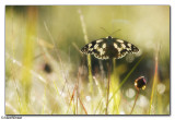 Marbled White (Melanargia galathea)