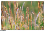 Azure Damselfly (Coenagrion puella)