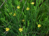 Hypericum drummondii