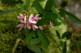 Lespedeza violacea