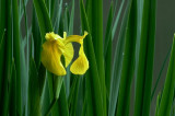 Iris pseudacorus