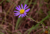 Symphyotrichum patens var. gracile