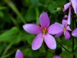 Sabatia angularis