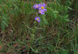 Eurybia hemispherica