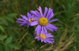 Eurybia hemispherica