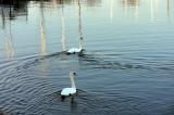 The swans of the Port Credit Marina
