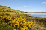 Gorse at Loch Eilileanach