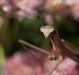 praying mantis