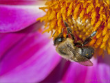 pollen bee