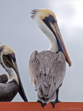 pelicans