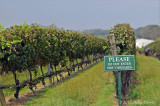 vineyards sign