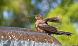 bird bath bird