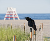 crow on beach