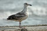 immature gull on Fire Island