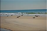 seagulls on sandbar